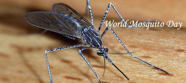 Παγκόσμια Ημέρα κατά των κουνουπιών