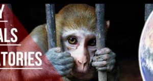 Παγκόσμια Ημέρα Κατάργησης Πειραμάτων σε Ζώα